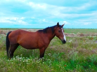 прогулка на лошадях в Крыму "У Любы" недорого на море